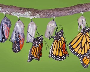 Monarch Butterfly Cycle Of Life paint by numbers