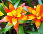 Orange Nudularium Bromeliad paint by numbers