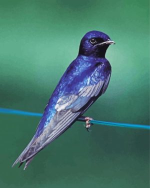 Purple Martin Bird paint by numbers paint by numbers