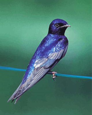 Purple Martin Bird paint by numbers paint by numbers
