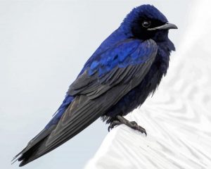 paint by numbers paint by numbers