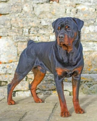 Rottweiler paint by numbers