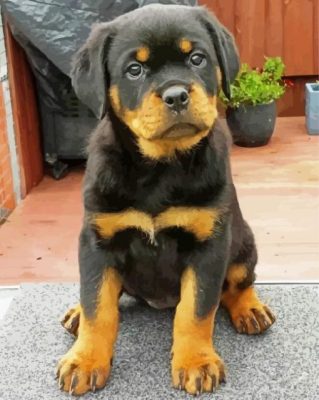 Rottweiler Puppy paint by numbers
