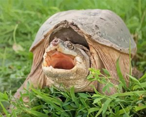 Snapping turtle paint by numbers