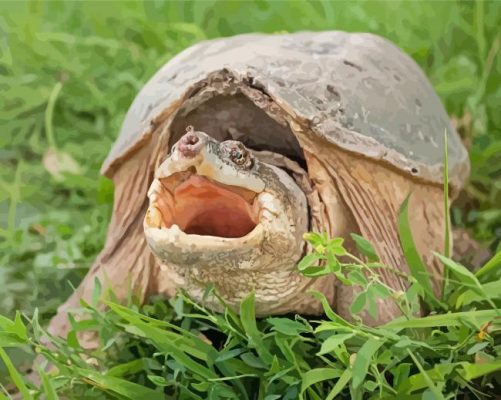 Snapping turtle paint by numbers