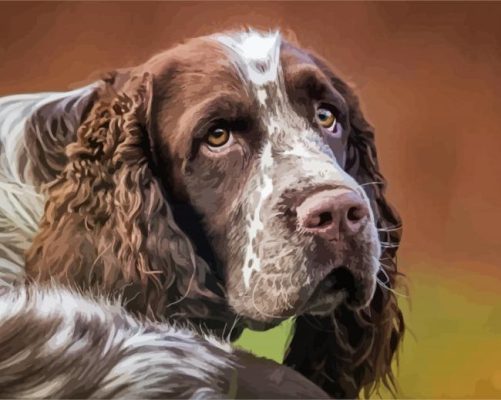 Springer Dog paint by numbers