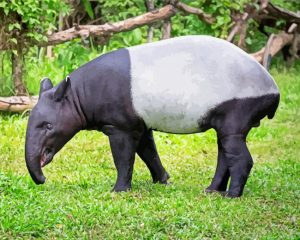 Tapir Animal paint by numbers
