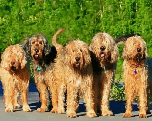 The Otterhound Dogs paint by numbers