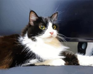 The Tuxedo Cat paint by number
