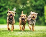 Three Border Terrier paint by numbers