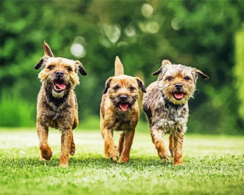 Three Border Terrier paint by numbers