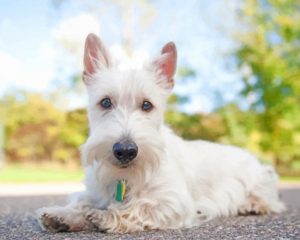 White Scottish Terrier paint by number