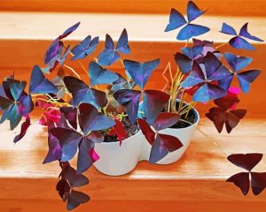 Wood Sorrels Oxalis Plant Pots paint by number