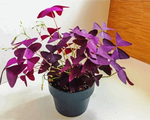 Wood Sorrels Oxalis paint by number