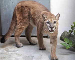 Aesthetic Cougar paint by numbers