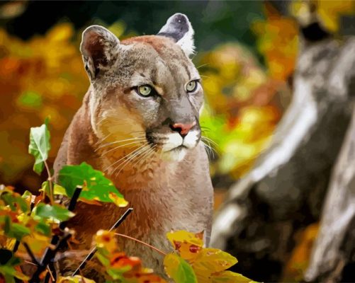 Cougar Big Cat paint by numbers