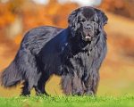 Black Newfoundland Dog paint by numbers