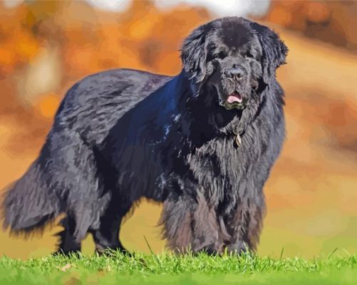 Black Newfoundland Dog paint by numbers
