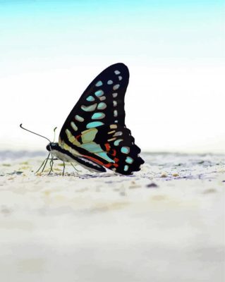 black and blue Butterfly and beach paint by numbers