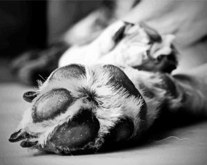 black and white Dog paw paint by numbers