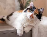 Calico Cat paint by numbers