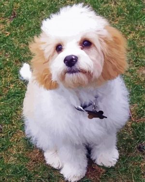 Cavachon Dog paint by numbers