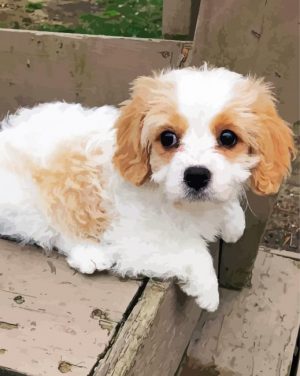 Cavachon Dog Puppy paint by numbers