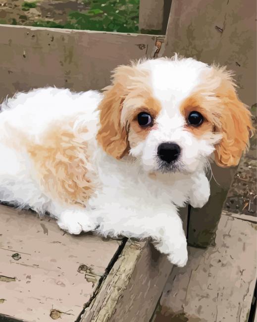 Cavachon Dog Puppy paint by numbers