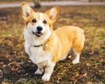 Corgi Pet Paint By Numbers