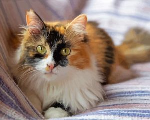 Cute Calico Cat paint by number