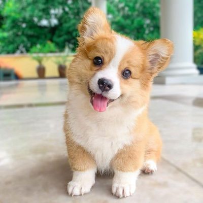 Cute Corgi paint by numbers