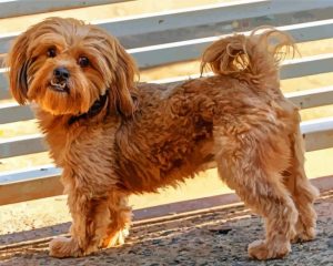 cute shihpoo dog paint by number