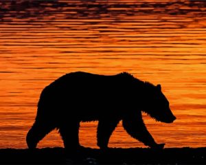 Grizzly Bear Silhouette Sunset paint by numbers