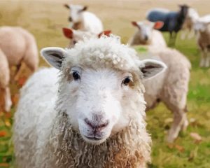 Irish Sheep paint by numbers