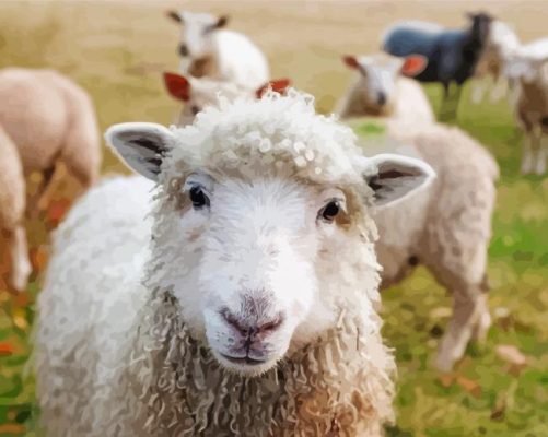 Irish Sheep paint by numbers