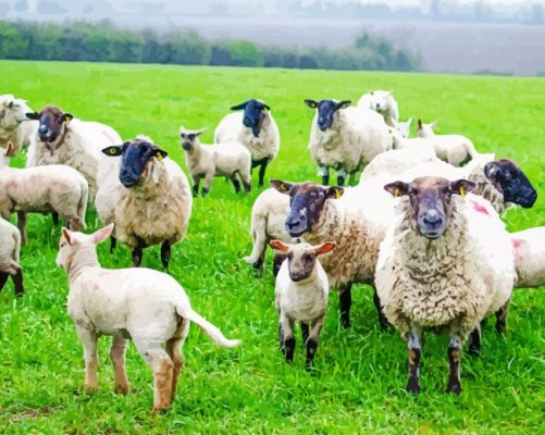 Irish Sheeps paint by numbers