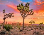 Joshua Tree National Park paint by numbers
