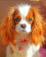 King Charles Cavalier paint by numbers