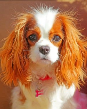 King Charles Cavalier paint by numbers