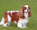 King Charles Spaniel paint by numbers