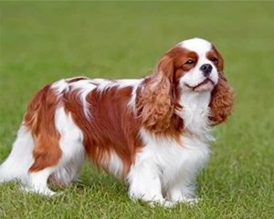 King Charles Spaniel paint by numbers