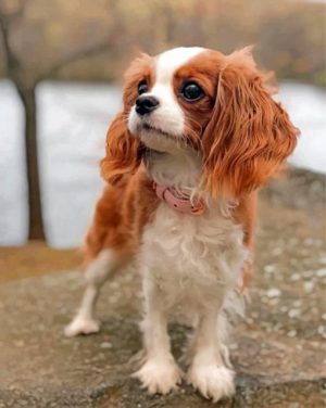 King Charles Spaniel Puppy paint by numbers
