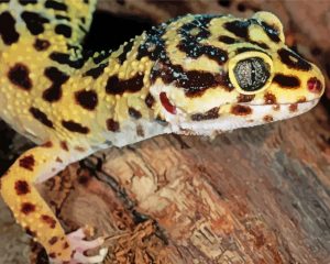 Leopard Gecko paint by numbers