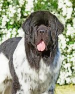 Newfoundland Dog Animal paint by numbers