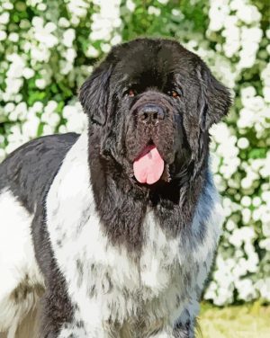 Newfoundland Dog Animal paint by numbers