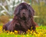 Newfoundland Dog paint by numbers