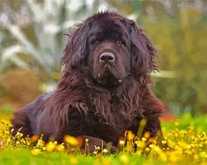 Newfoundland Dog paint by numbers