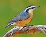 Nuthatch Bird Animal Paint by numbers