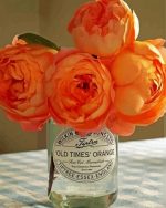Orange Peonies Paint by numbers