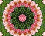 Flower Kaleidoscope Flower Kaleidoscope paint by numbers